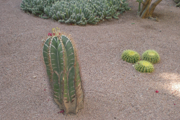 Marrakesch_Jardin_Majorelle