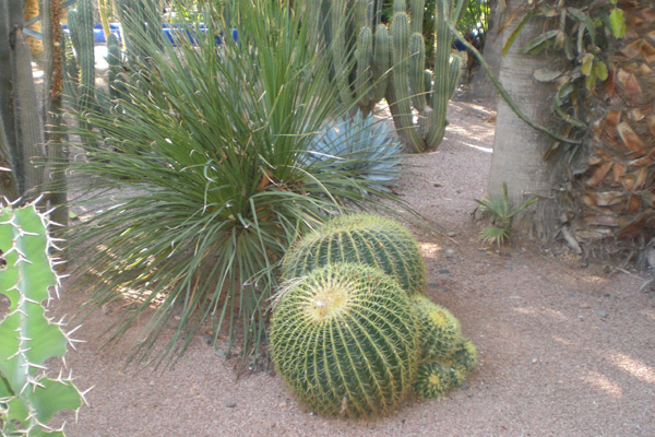 Marrakesch_Jardin_Majorelle