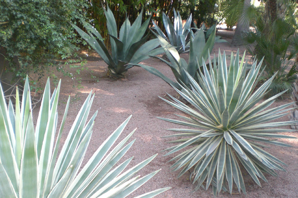 Marrakesch_Jardin_Majorelle