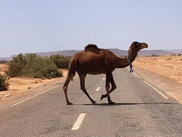 Kamel auf der Strasse