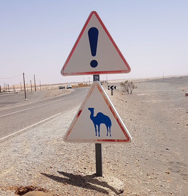 Achtung Kamele