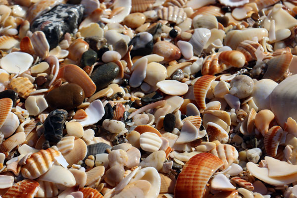 Muscheln am Strand von Marina Smir